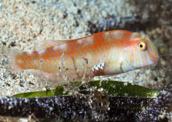 Imagen de un raor. Foto: Pere Ureta