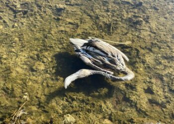 Flamenco muerto, flotando en un estanque de Formentera. Foto de Maria Serra cedida a Noudiari