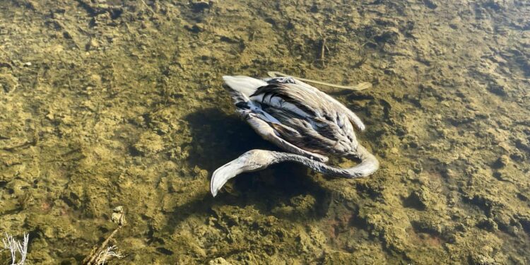 Flamenco muerto, flotando en un estanque de Formentera. Foto de Maria Serra cedida a Noudiari