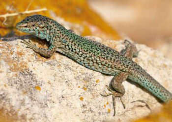 Un ejemplar de lagartija pitiusa (Podarcis pityusensis) . / CAIB