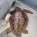 La tortuga rescatada en aguas de Tagomago. Fotos Govern balear
