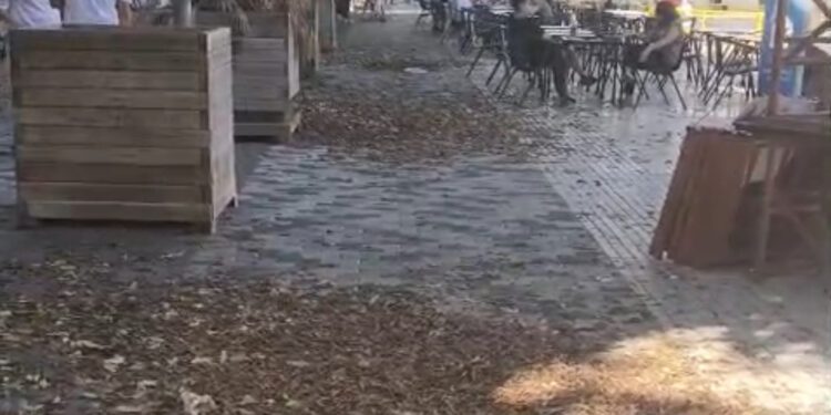 Las hojas desperdigadas por la plaza, que han sido retiradas hoy después de una semana. Fotos Noudiari.es