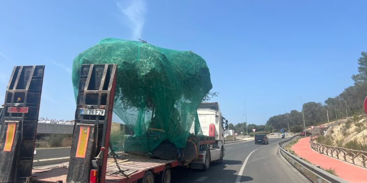 Un camión transporta un olivo por una carretera de Ibiza. / D.G.