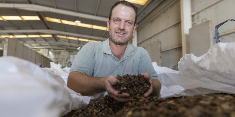 Toni Tur, presidente de la Cooperativa Agrícola Sant Antoni, en el almacén donde guardan la algarroba de los productores locales. Muestra una saca con algarroba ya triturada. Fotos Paco Natera.
