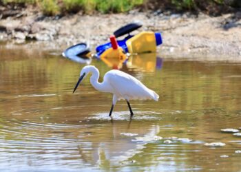 Una garza, en el humedal de ses Feixes con un triciclo de plástico volcado al fondo. Fotos Noudiari.es