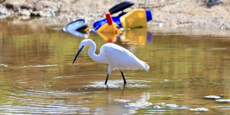Una garza, en el humedal de ses Feixes con un triciclo de plástico volcado al fondo. Fotos Noudiari.es