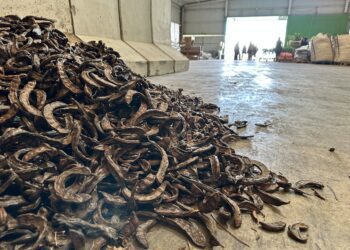 Primeras algarrobas de la temporada en la Cooperativa Agrícola de Sant Antoni. Fotos Noudiari