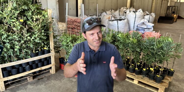Toni Tur, presidente de la Cooperativa Agrícola de Sant Antoni, rodeado de los plantones de árbol de algarrobo que regalan a los productores que les llevan su cosecha. Fotos Noudiari.