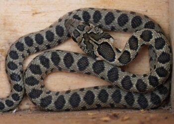 Serpiente de herradura.