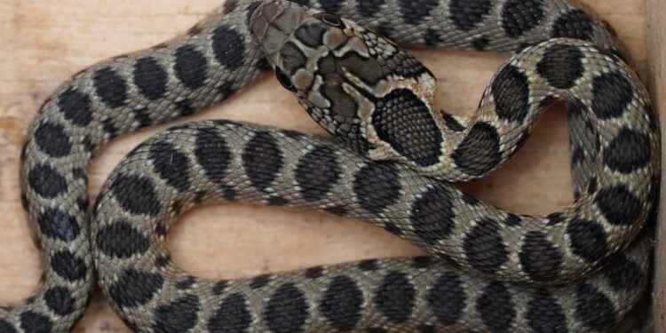 Serpiente de herradura.
