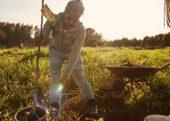 Plantación de árboles en Ibiza. IbizaPreservation