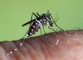 Mosquito tigre (aedes albopictus) en plena acción. Imagen del uropean Centre for Disease Prevention and Control