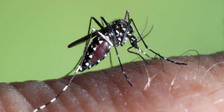 Mosquito tigre (aedes albopictus) en plena acción. Imagen del uropean Centre for Disease Prevention and Control