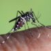 Mosquito tigre (aedes albopictus) en plena acción. Imagen del uropean Centre for Disease Prevention and Control