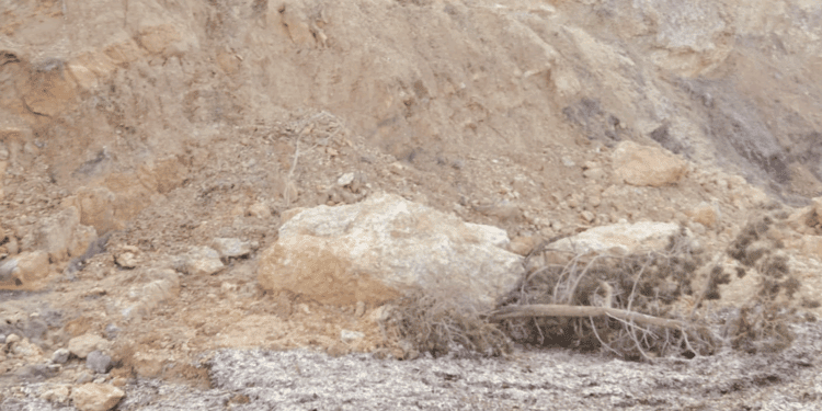 Rocas y árboles sobre Cala Xarraca. Imagen Noudiari.es Óscar Marí