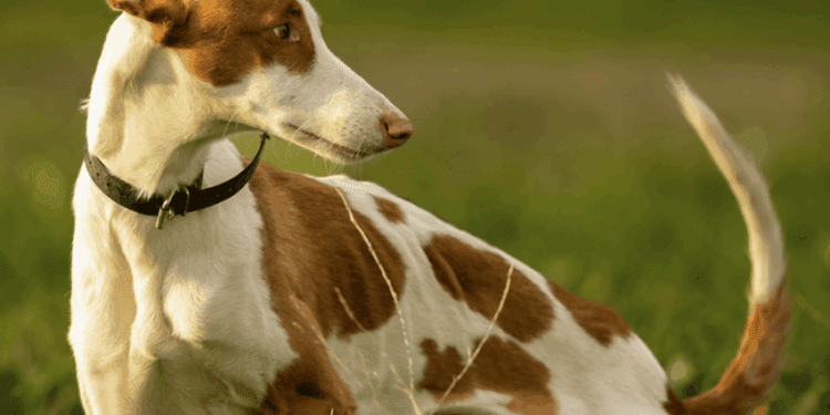 Imagen de un podenco. Foto: Javi Parejo.