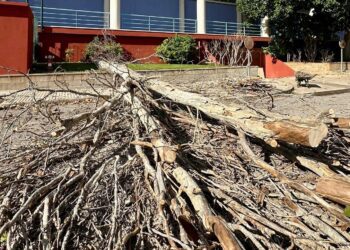 El árbol derribado junto al Polideportivo Sa Blanca Dona y las instalaciones de Es Raspallar. Fotos Noudiari.es