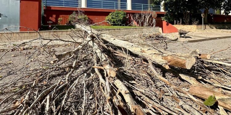 El árbol derribado junto al Polideportivo Sa Blanca Dona y las instalaciones de Es Raspallar. Fotos Noudiari.es