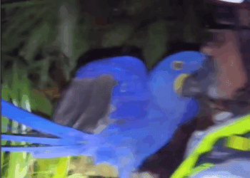 Un instante del rescate