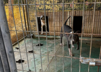 Imagen de dos perros en las instalaciones denunciadas por los animalistas