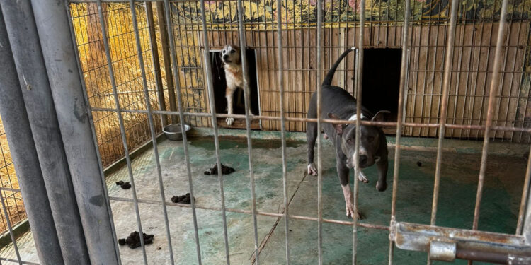 Imagen de dos perros en las instalaciones denunciadas por los animalistas