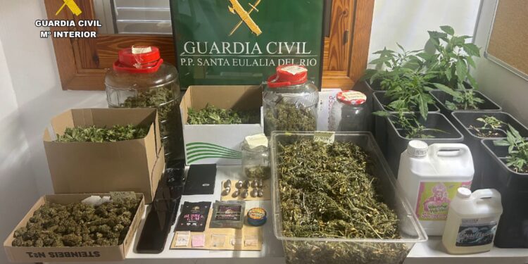 Imagen de las plantas, drogas y otros enseres intervenidos por la Guardia Civil de Santa Eulària.