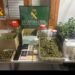 Imagen de las plantas, drogas y otros enseres intervenidos por la Guardia Civil de Santa Eulària.