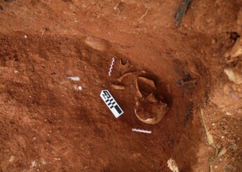 Cráneo de hombre adulto con fracturas compatibles con lesiones por arma de fuego.