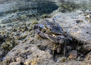Un cangrejo azul invasor en la costa de Cala Bassa, en la isla de Ibiza, seleccionada por National Geographic y que obtuvo el accésit en Mare 25. Foto Xavier Mas Ferrà