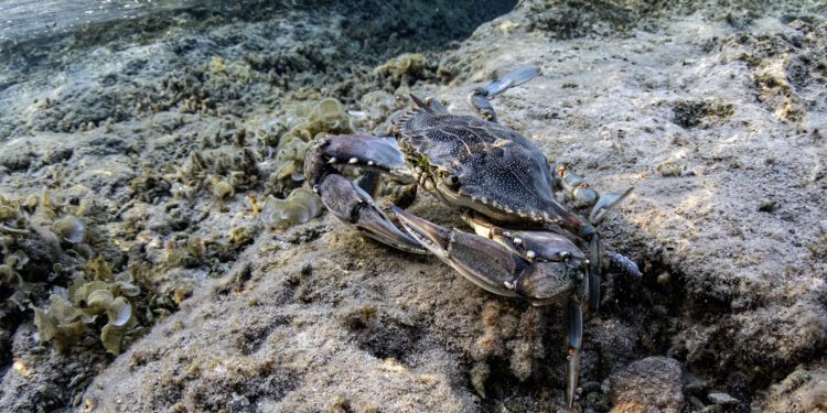 Un cangrejo azul invasor en la costa de Cala Bassa, en la isla de Ibiza, seleccionada por National Geographic y que obtuvo el accésit en Mare 25. Foto Xavier Mas Ferrà