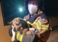 Perrita rescatada por los Bomberos de Ibiza en el incendio mortal de 2023. Foto Bombers d'Eivissa