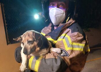 Perrita rescatada por los Bomberos de Ibiza en el incendio mortal de 2023. Foto Bombers d'Eivissa