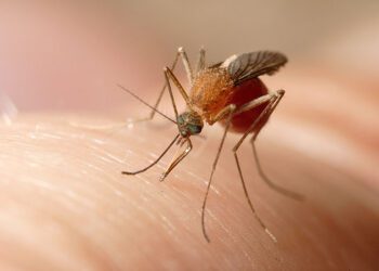 El mosquito común es transmisor del virus Usutu.