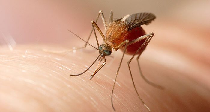 El mosquito común es transmisor del virus Usutu.