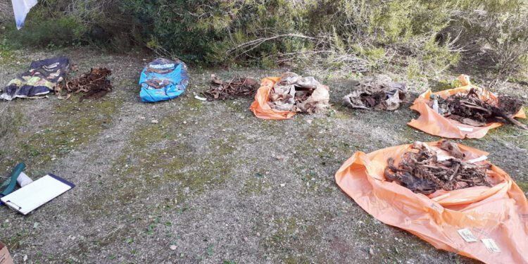 Las bolsas de plástico con los restos de los perros. / CIF