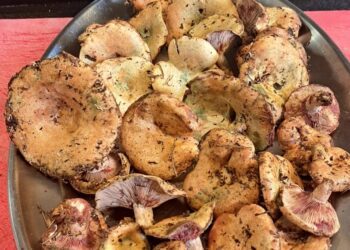 Una bandeja llena de pebrassos recogidos recientemente por Javier Vinyals. Foto Noudiari.es Cedida J. V