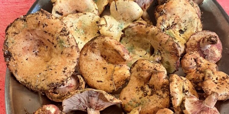 Una bandeja llena de pebrassos recogidos recientemente por Javier Vinyals. Foto Noudiari.es Cedida J. V