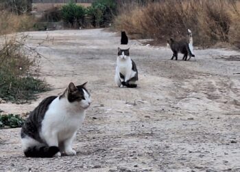Miembros de una colonia felina en la zona de sa Joveria, en Vila. / D.V.