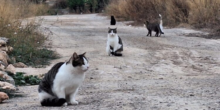 Miembros de una colonia felina en la zona de sa Joveria, en Vila. / D.V.