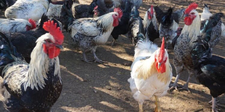 Ejemplares de gallo y gallina ibicenca. / Races Autòctones Balears
