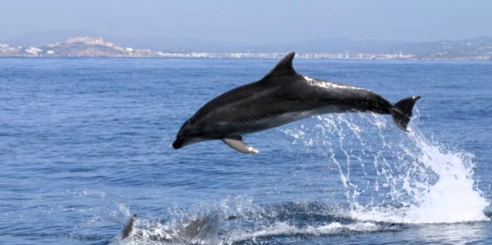 Un delfín salta en la zona de es Freus, entre Formentera e Ibiza