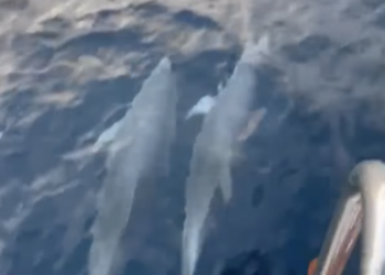 Una captura del vídeo de Juan Carlos Escandell cedido a Noudiari.es que muestra a dos delfines en la proa de un llaüt de nueva construcción. Cerca había más ejemplares. Imagen Juan Carlos Escandell