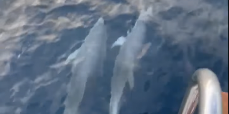 Una captura del vídeo de Juan Carlos Escandell cedido a Noudiari.es que muestra a dos delfines en la proa de un llaüt de nueva construcción. Cerca había más ejemplares. Imagen Juan Carlos Escandell