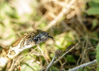 Una serpiente en Ibiza, en una imagen facilitada por IbizaPreservation