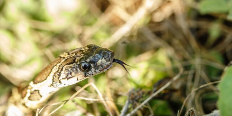 Una serpiente en Ibiza, en una imagen facilitada por IbizaPreservation