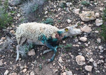 La mitad de las ovejas del pequeño rebaño de Mateu murieron tras el ataque de unos perros. / Mateu de Can Francesc Vildu