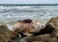 Un delfín en avanzado estado de descomposición, en la costa de Ses Salines de Ibiza. Fotografía de Pepe Marí Torres cedida a Noudiari.