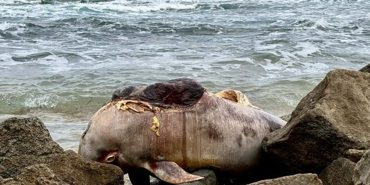 Un delfín en avanzado estado de descomposición, en la costa de Ses Salines de Ibiza. Fotografía de Pepe Marí Torres cedida a Noudiari.
