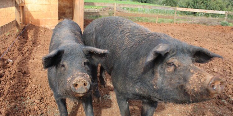 Dos 'porcs negres eivissencs'. / Federació Pitiüsa de Races Autòctones