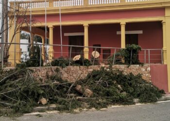Un pino caído en Sant Rafel durante la borrasca Ingrid.